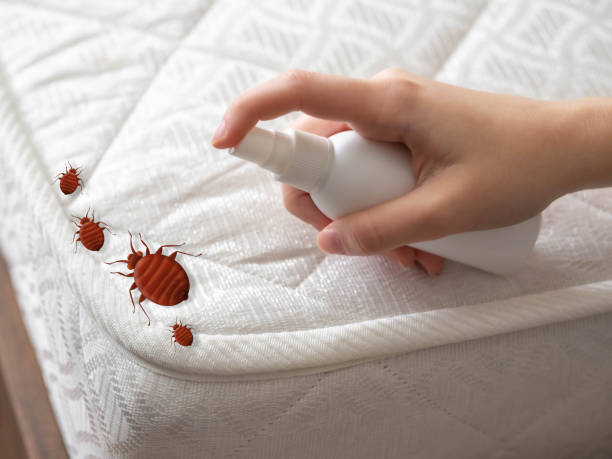 Best Mosquito Control Services  in Westphalia, MD