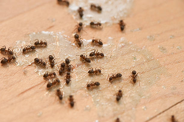 Best Local Pest Control Services  in Westphalia, MD